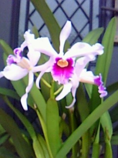 semi-alba orchid